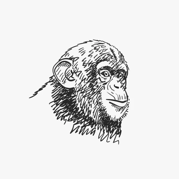 Jonge Chimpansee Portret Geïsoleerde Vector Schets Hand Getekend Illustratie — Stockvector