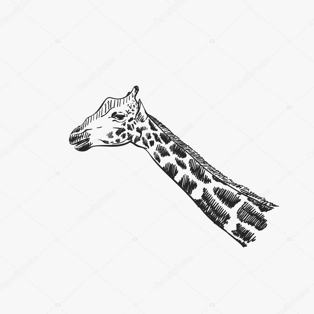 Giraffe head isolated vector sketch, Hand drawn illustration