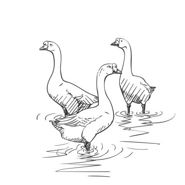 Suda duran üç Çin kazının resmini çizmek. Vektör çizimi. El çizimi. Siyah beyaz su kuşu çizimi.