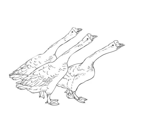 画了三只愤怒的中国鹅矢量草图手绘线形插图黑白相间 — 图库矢量图片