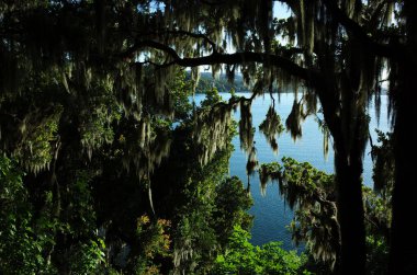 Villarrica Gölü, sık ağaçların arasından İspanyol yosunu, zıt ışık, Şili 'nin Yeşil Çevresi, Pucon