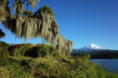İspanyol yosunları ağaçtan sarkan, Villarrica volkanı ve Villarrica Gölü 'nün konisi güneşli mavi gökyüzünde, Şili' nin Yeşil Doğası, Pucon