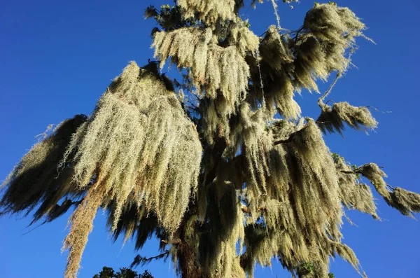 Musgo Espanhol Caçando Árvore Vista Perto Dia Ensolarado Céu Azul — Fotografia de Stock