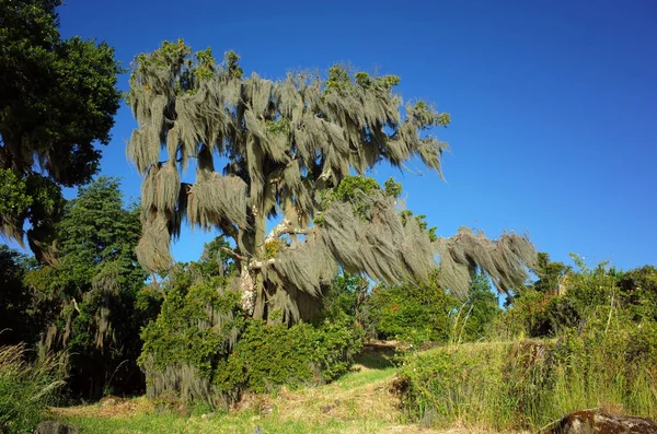 Musgo Espanhol Pendurado Árvore Velha Dia Ensolarado Céu Azul Ambiente — Fotografia de Stock