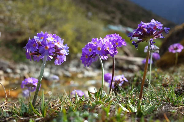 Purple Flowers Primula Denticulata Drumstick Primula Spring Himalaya Mountains Nepal — Stock Photo, Image