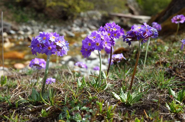 Purple Flowers Primula Denticulata Drumstick Primula Spring Himalaya Mountains Nepal — Stock Photo, Image