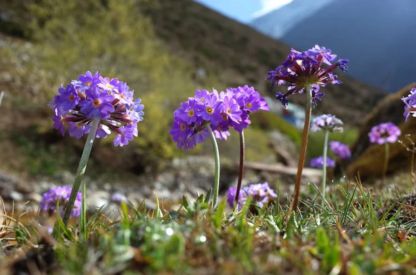 Lila Blommor Primula Denticulata Trumstick Primula Ren Himalaya Bergen Nepal — Stockfoto