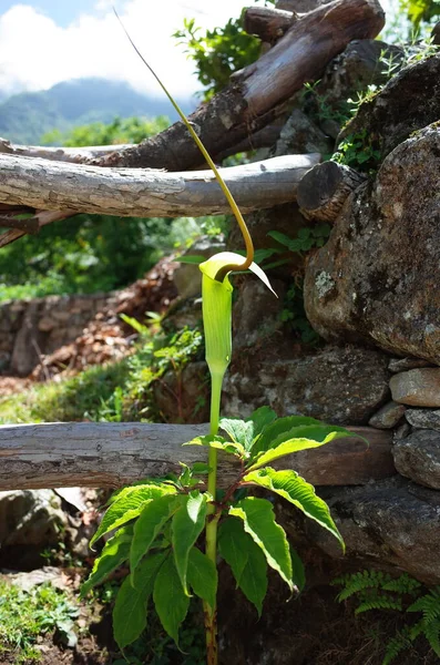 Flor Verde Arisaema Tortuosum Lírio Cobra Whipcord Nepal Himalaia — Fotografia de Stock