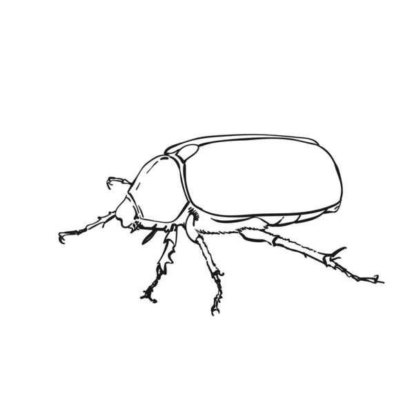 Gros Croquis Contour Bug Art Vectoriel Dessiné Main — Image vectorielle