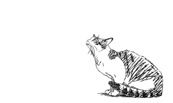 Dibujo Gato Sentado Mirando Hacia Arriba Vista Lateral Ilustración Dibujada — Vector de stock
