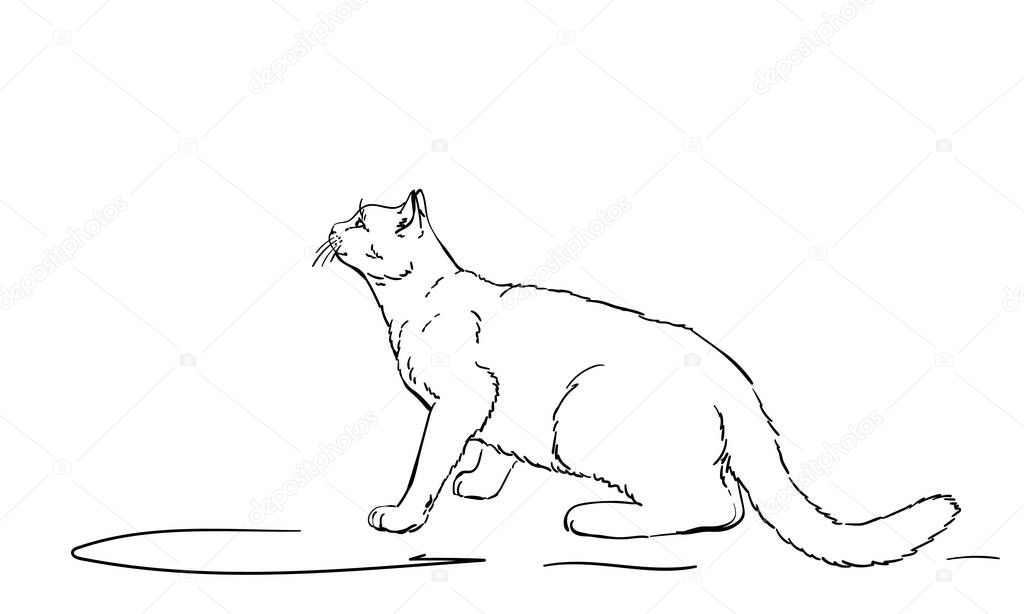 Drawing Of White Cat Furtively Looking Up Side View Hand Drawn Illustration Vector Sketch Premium Vector In Adobe Illustrator Ai Ai Format Encapsulated Postscript Eps Eps Format