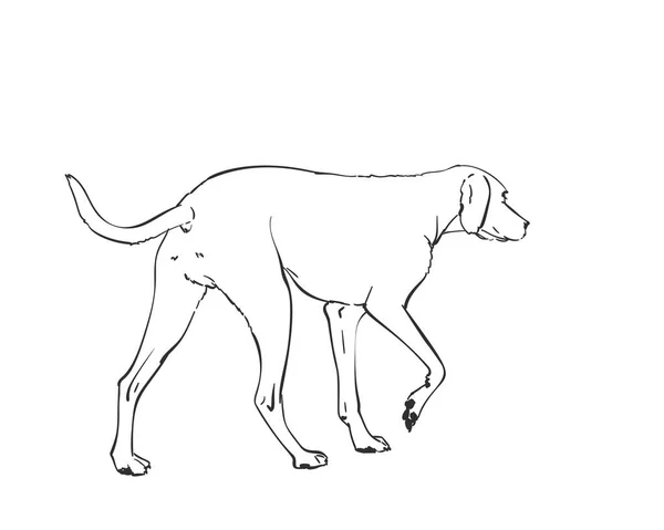 Bílý Psí Vektor Náčrtek Pohledu Boku Ručně Kreslený Pet Ilustrace — Stockový vektor