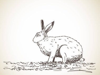 Tavşan, Vektör çizimi, El çizimi illüstrasyon