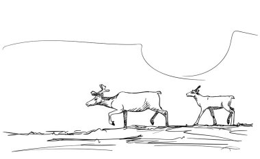 İki yürüyen ren geyiği çizimi, el çizimi vektör çizimi