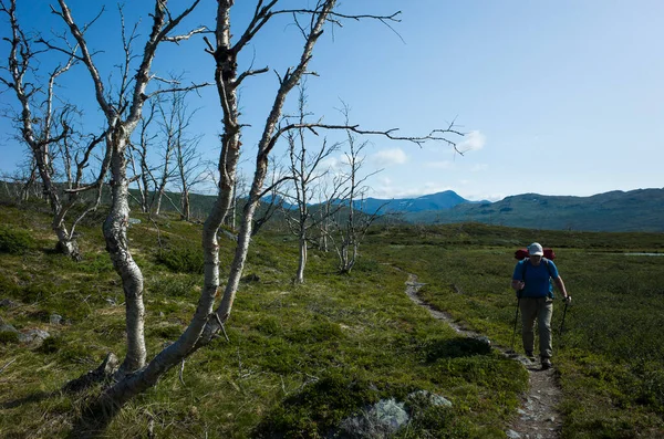 夏天在瑞典远足 在拉普兰的阿比斯科国家公园 人类独自在丑陋古怪弯曲的干枯的极地桦树附近的小径上跋涉 斯堪的纳维亚半岛在温暖的阳光明媚的日子里的北极性质 — 图库照片#