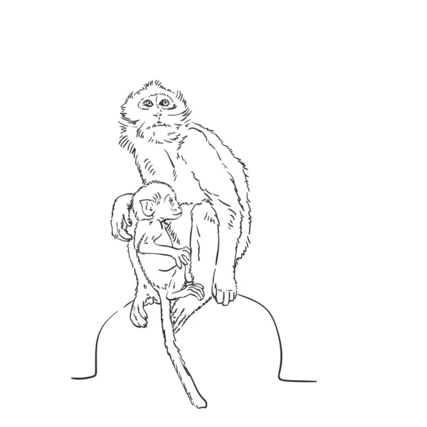 Monkey Mom Cub Sketch Macaque Female Baby Hand Drawn Vector — 스톡 벡터