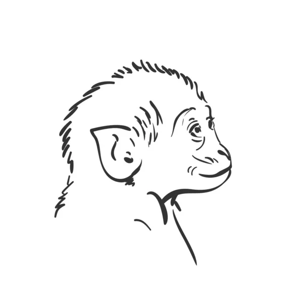 Baby Monkey Head Sketch Small Macaque Looking Portrait Hand Drawn — 스톡 벡터