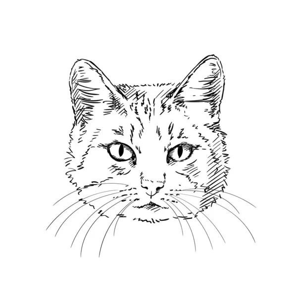 Katzenkopf Mit Langen Schnurrhaaren Vektorskizze Handgezeichnete Illustration — Stockvektor