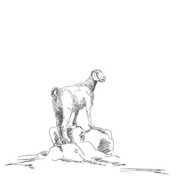 Goat Sketch Animal Goat Standing High Rocks Vector Hand Drawn — Stock Vector