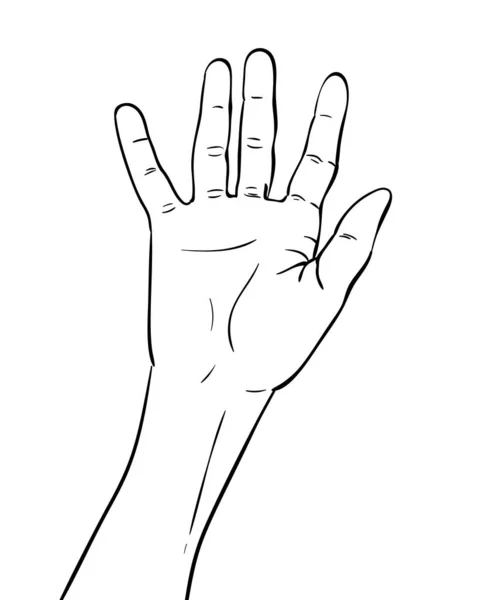 Ескіз Руки Розтягнутими Пальцями Малюнок Рук Векторні Ілюстрації Лінійне Мистецтво — стоковий вектор