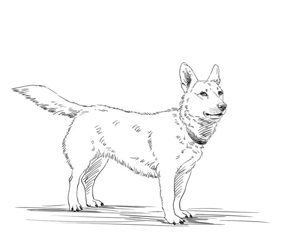 Skizze Des Hundes Handgezeichnete Illustration Linienkunst — Stockvektor