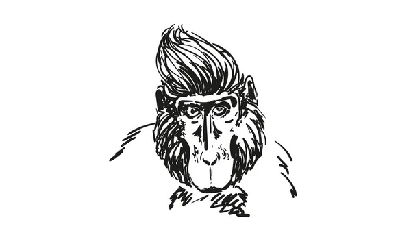 유인원잘생긴 인물화 카카니크라 구세계 원숭이 손으로 스케치 — 스톡 벡터
