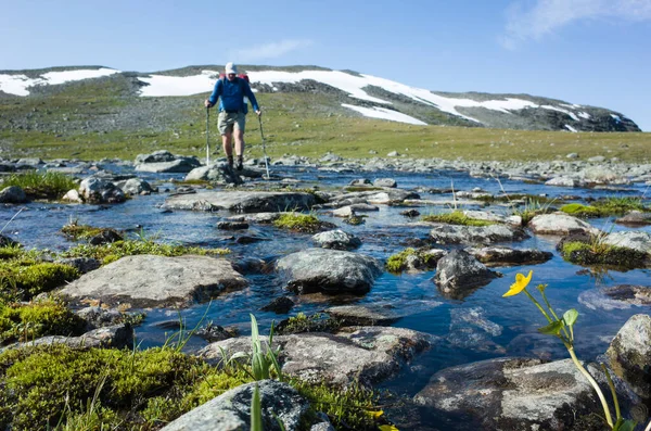 Wandern Schwedisch Lappland Bergnatur Skandinaviens Einem Sonnigen Sommertag Mann Überquert — Stockfoto