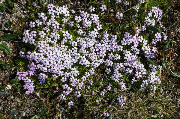 Tiny Tundra Flowers Moss Campion Silene Acaulis Swedish Lapland Close — Stock Photo, Image