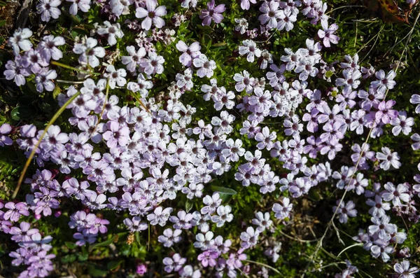 Pequeñas Flores Tundra Moss Campion Silene Acaulis Laponia Sueca Primer —  Fotos de Stock
