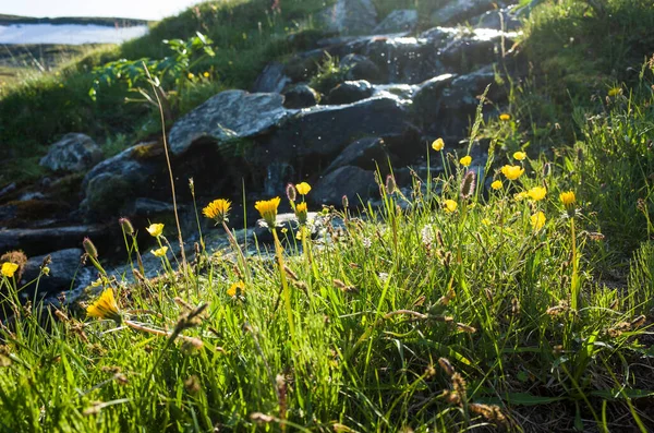 Green Grass Yellow Flowers Lush Vivid Vegetation Sun Soft Focus — Stock Photo, Image