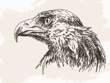 Golden Eagle sketch
