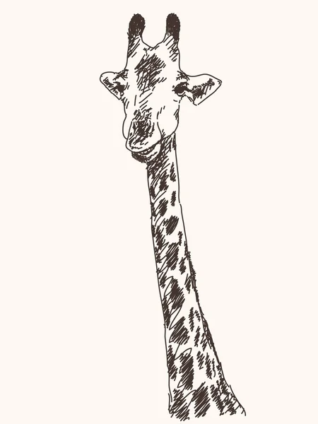 Giraffe portret — Stockvector