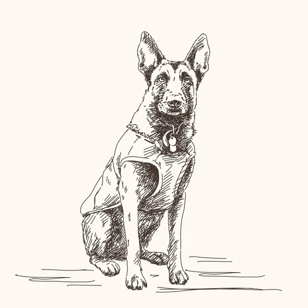 Skizze eines belgischen Schäferhundes — Stockvektor