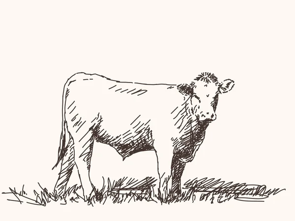 Sketch of bull — Stock Vector