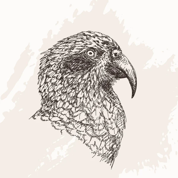 Papoušek Kea — Stockový vektor