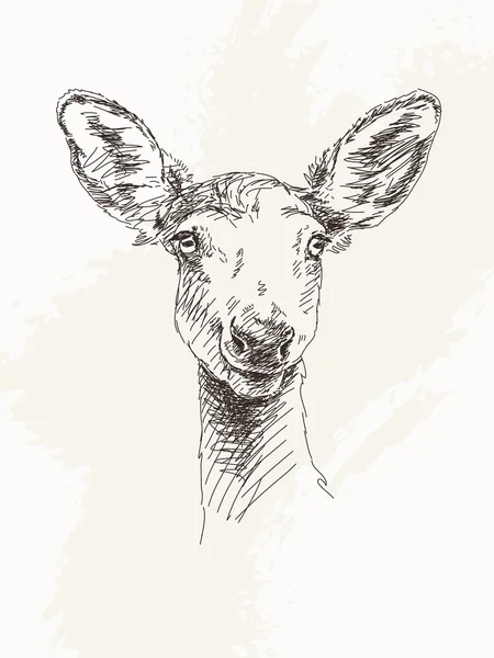 年轻的鹿 — 图库矢量图片