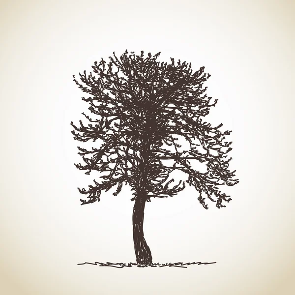 Arbre isolé — Image vectorielle