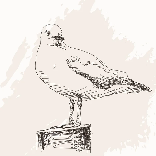 Σκιαγράφημα της Seagull απομονωθεί — Διανυσματικό Αρχείο