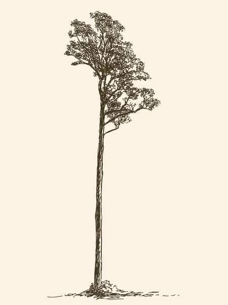 Yalnız büyük ağaç — Stok Vektör