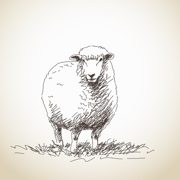 Овца в профиль рисунок