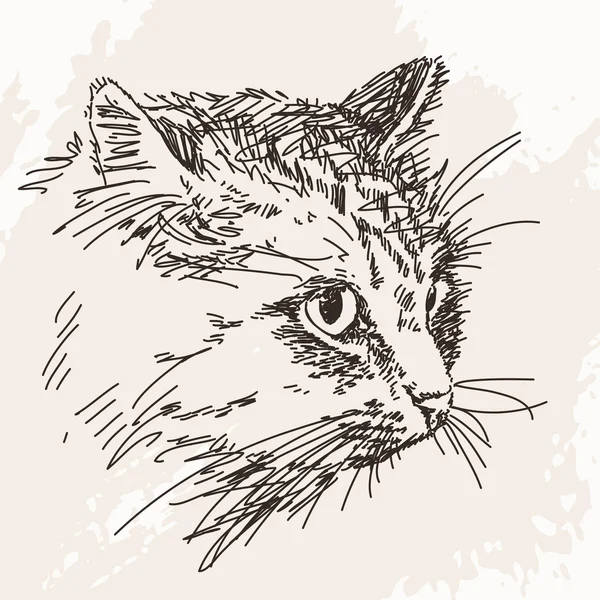 Cat portrait sketch — Stock Vector