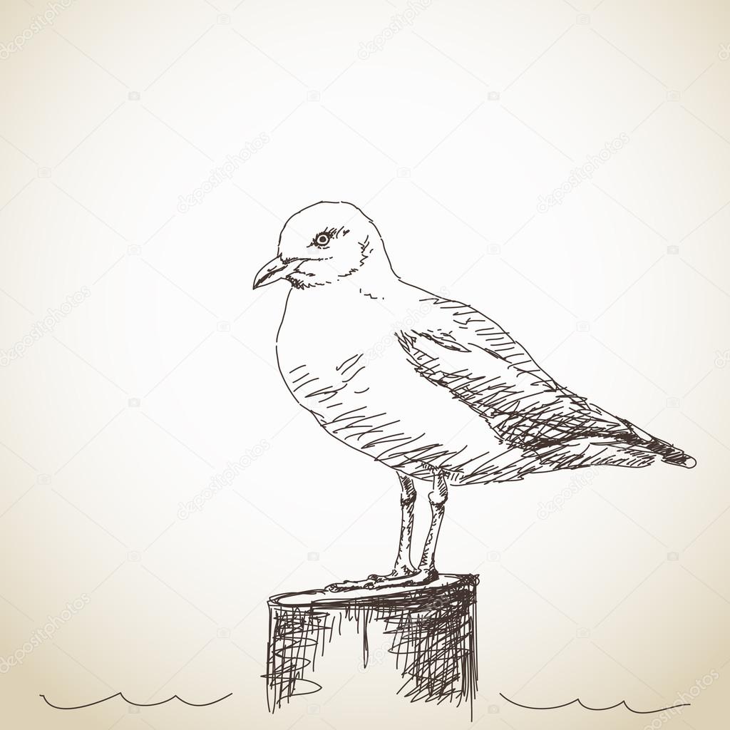 Sketch of Seagull isolated standing