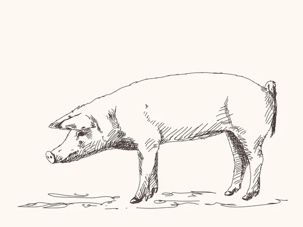 Вектор свиньи — стоковый вектор