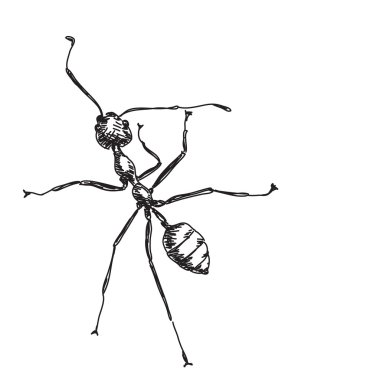Sketch of ant clipart
