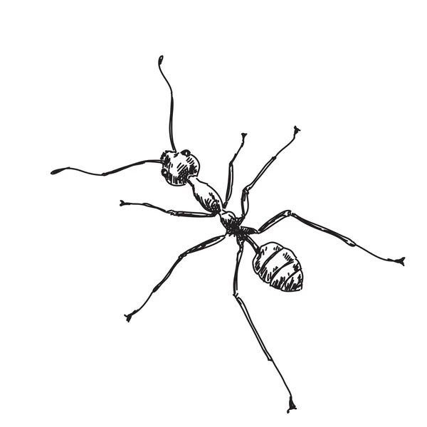 Schets voor ant — Stockvector