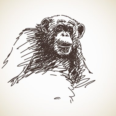 Elle çizilmiş kroki şempanze