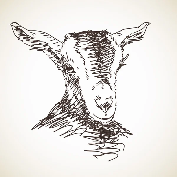 Sketsa tangan kambing - Stok Vektor