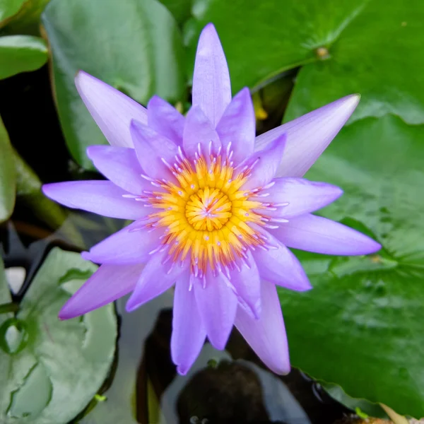 Purple Lotus flower closeup