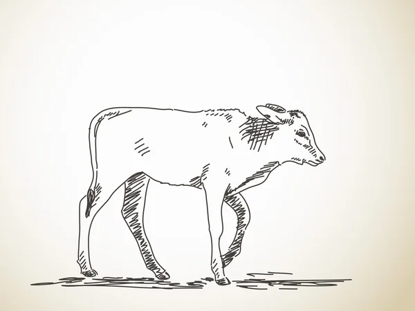 かわいい子牛のスケッチ — ストックベクタ