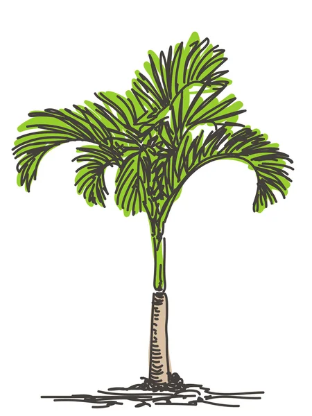 Palm tree sketch — Stock Vector